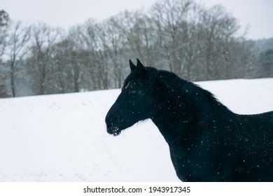 Black Horse Snow Stock Photo 1943917345 | Shutterstock