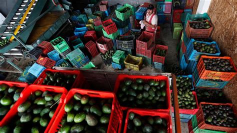 In Mexico, avocado industry brings both riches and violence | CTV News