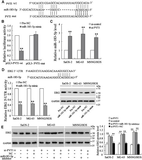 Long Non Coding Rna Pvt1 Encapsulated In Bone Marrow Mesenchymal Stem