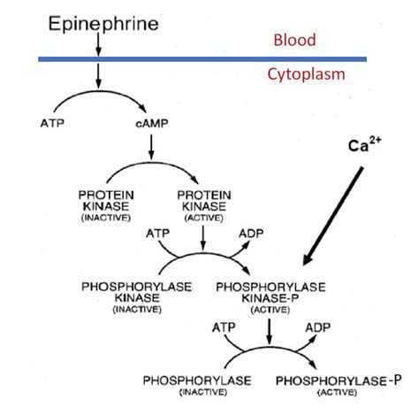 Glycogenesis Pathway