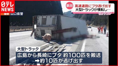 【事故】大型トラック横転“ブタ10匹”逃げ出す 中国自動車道 │ 【気ままに】ニュース速報