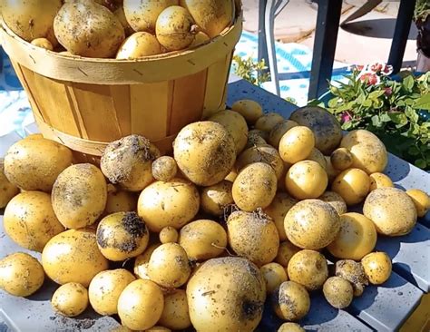 Best 16 Heirloom Potatoes You Should Grow - Gardening Channel