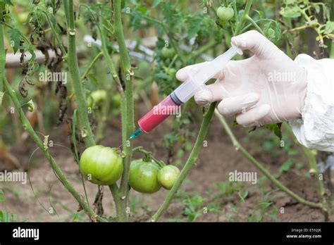 Los Alimentos Gen Ticamente Modificados La Ingenier A Gen Tica