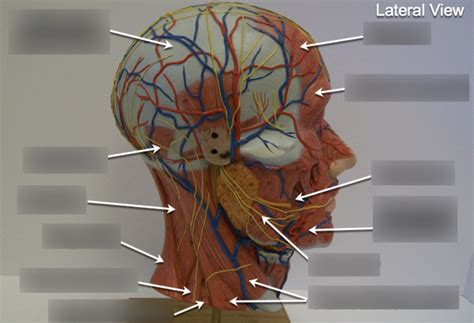 Human Anatomy Unit 3 Head Neck Muscles 1 Axial Musculature Diagram