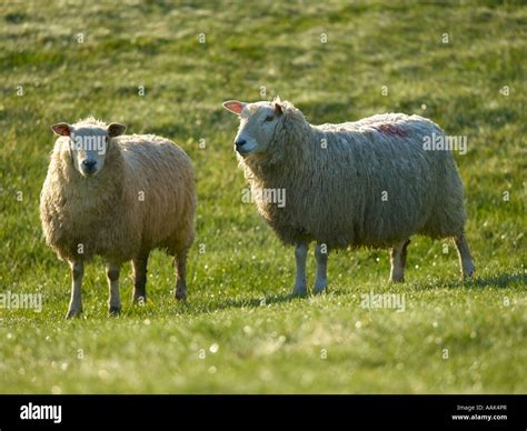 Romney Marsh Sheep East Sussex/kent Stock Photo - Alamy