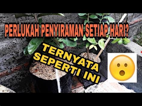 Cara Menyiram Tanaman Tips Membuat Tanaman Subur Youtube