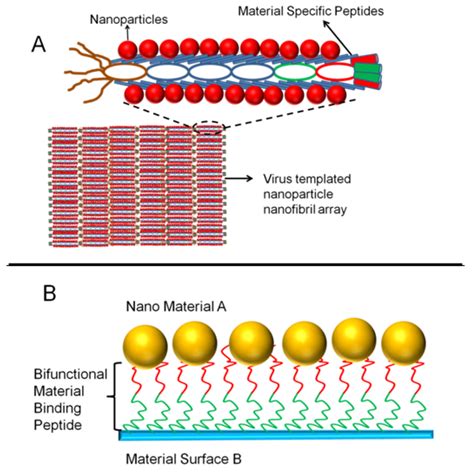 Molecules Free Full Text Material Binding Peptides For Nanotechnology