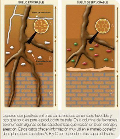 Como Cultivar Trufa Negra Tuber Melanosporum Micofora