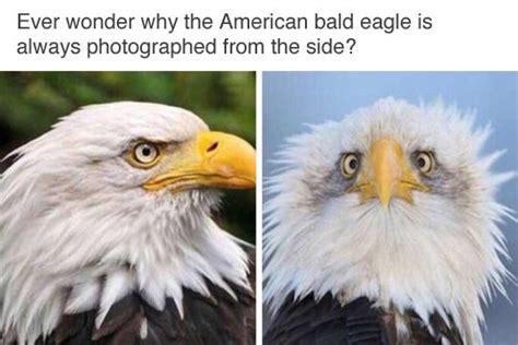 The Glorious American Bald Eagle Animals Know Your Meme