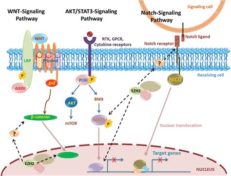 Role Of EZH2 In Cell Lineage Determination And Relative Signaling