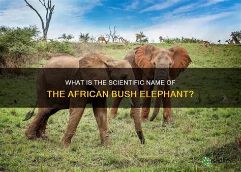 What Is The Scientific Name Of The African Bush Elephant Shuncy