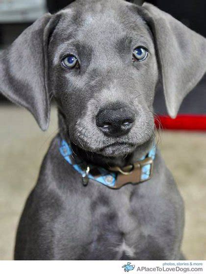 Convencional Periodista Antena Las Mejores Razas De Perros Para