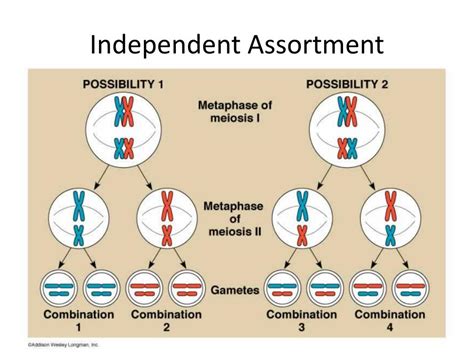 Mendels Law Of Inheritance Presentation