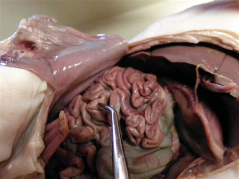 Small Intestine Dissection Of A Fetal Pig