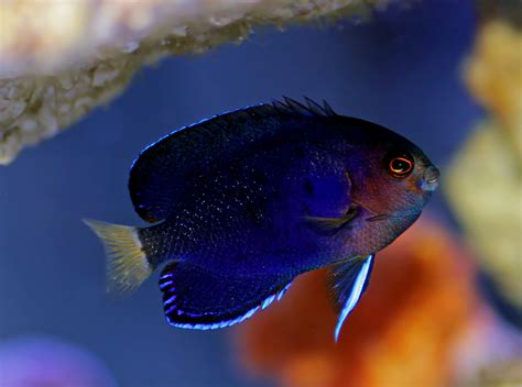 Saltwater Dwarf Angelfish Best Dwarf Angels For Your Aquarium