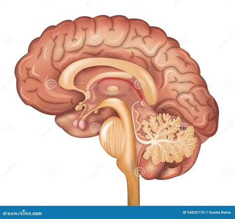 Human Brain Stock Vector Illustration Of Health Design 54835770