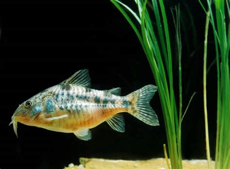 Keeping Cory Catfish Adorable Cory Species Care Tips Aquariadise