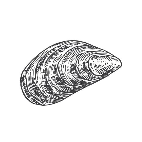 Hand Drawn Closed Mussel Shell Vector Illustration Abstract Seafood