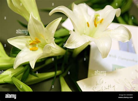 White lilies and with sympathy greetings cards Stock Photo - Alamy