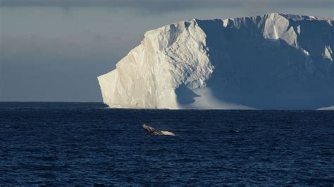 Se Desprende Nuevo Iceberg De La Ant Rtida Es El M S Grande Del Mundo