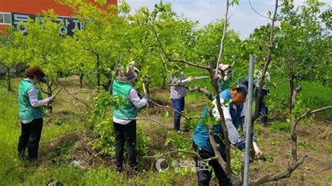 충북 청주시 서원구 수곡1동 ‘사랑의 대추로 이웃사랑 실천