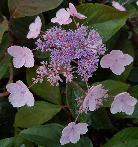 Hydrangea Aspera Hot Chocolate