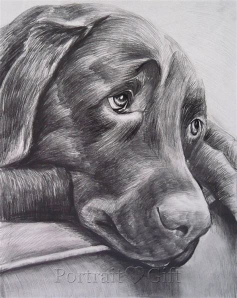 Dog Pencil Drawing Portrait - Portrait Gift