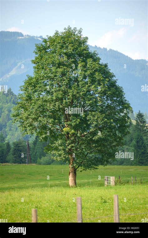 Arce Sic Moro Gran Arce Acer Pseudoplatanus Rbol Singlte Sobre Una