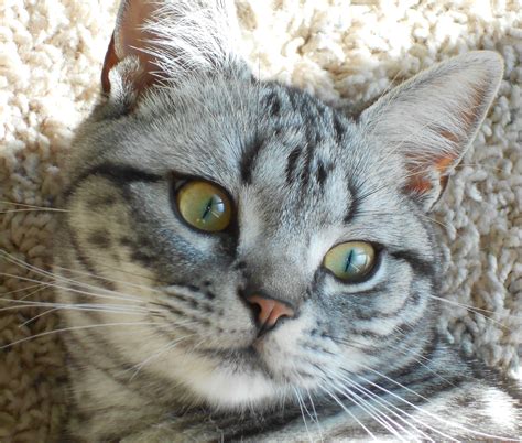 American Shorthair classic silver tabby. Gorgeous! | Tabby cat, Tabby, Cat care