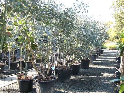 Buy Eucalyptus Pauciflora Subsp Debeuzevillei Architectural Plants