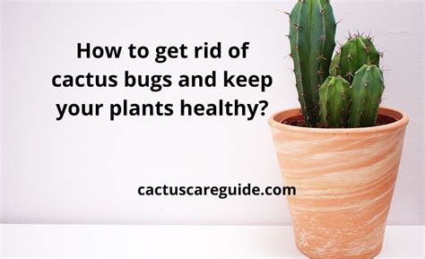 How To Get Rid Of Cactus Bugs Top 7 Tips And Best Guide