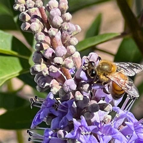 Abeille Pollinisation Nature Photo Gratuite Sur Pixabay Pixabay