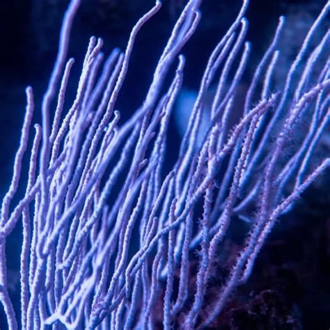 Purple Whip Gorgonian Leptogorgia Vigulata Keys Marine Life Direct