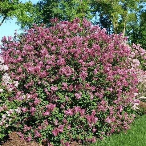 Bloomerang Lilacs Proven Winners ColorChoice Flowering Shrubs