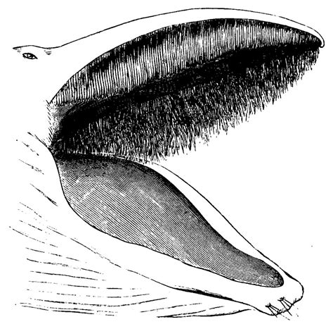 Bowhead Whales: Fascinating and Vocal Mammals of the Arctic - Owlcation