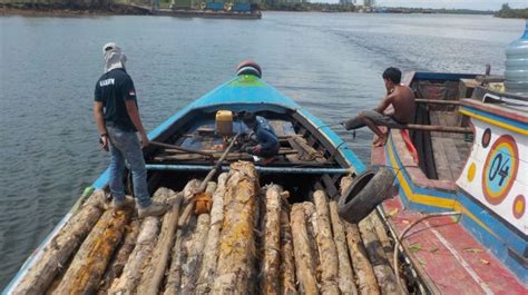 Kepergok Angkut Kayu Ilegal Di Sumsel Tiga Orang Ini Ditangkap Polisi