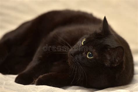 Fat black cat stock image. Image of gray, felis, ground - 67776407