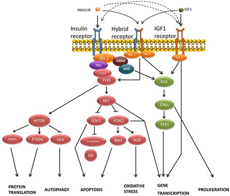 Frontiers Insulin In The Brain Its Pathophysiological Implications