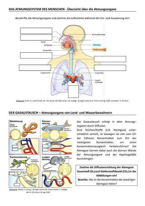 Ab Atmungssystem Mensch Und Gasaustausch Das Atmungssystem Des