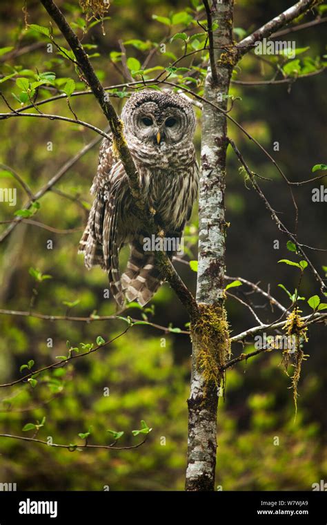 Barred Owl Strix Varia In A Tree Olympic National Park Washington