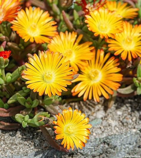 Delosperma SUNTROPICS COPPER Havlis Cz