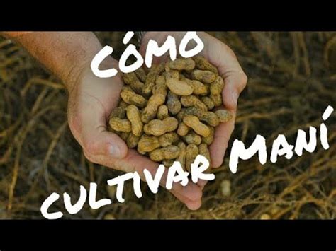 Aprende el paso a paso para cultivar maní en casa de forma fácil y exitosa