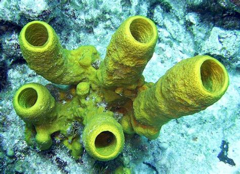 beginning sponges   dominate species   ocean