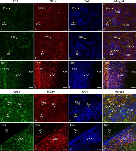 Localization Of CD9 And CD63 Tetraspanins And Alpha V Integrin In Cow