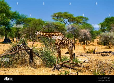 wild african savanna with animals Stock Photo - Alamy