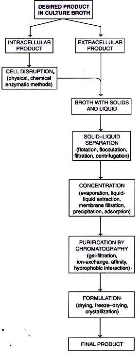 Downstream Processing Steps Biology Notes Online