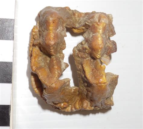 Fossil Friday - baby mastodon teeth — Western Science Center