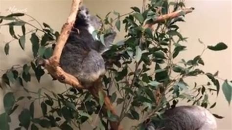 Cleland Koalas Arrive At Longleat October 2018 Au