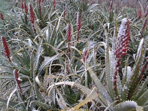 Aloe Arborescens Resistente Alle Basse Temperature Pianta Di Aloe