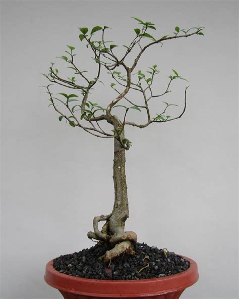 Bakalan Bonsai Anting Putri Yang Exotic Suka Bonsai